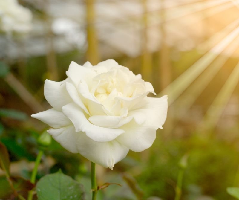 Untitled design - 2026-01-08T130142.031