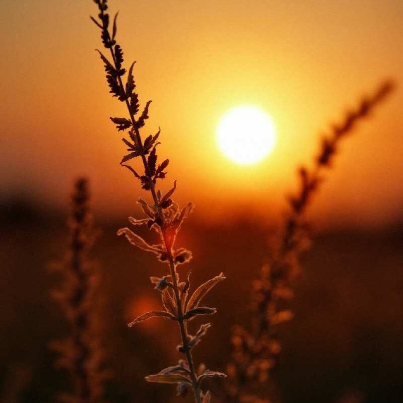 _beautiful-sunset-scene